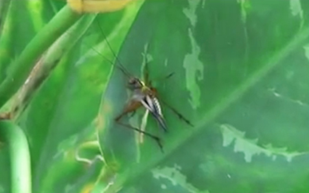 Lebinthini cricket songs were decoded by laser system.