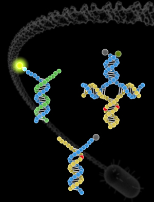 DNA complexes at different stages of reaction testing for mutations.