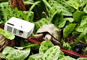 David Vision Systems.