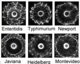 BARDOT spots the characteristic fingerprints of Salmonella