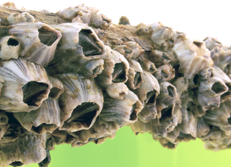 Finally revealed: how barnacle cement is far stronger than any synthetic 