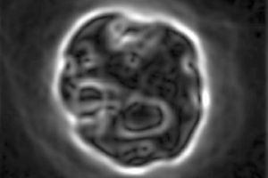 Cell-CT image analysis