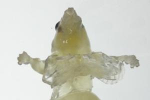 Quiet as a see-through mouse