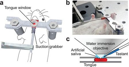 Lab set-up for taste experiment.