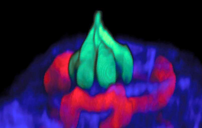 Tasty: Image of a mouse tastebud in action.