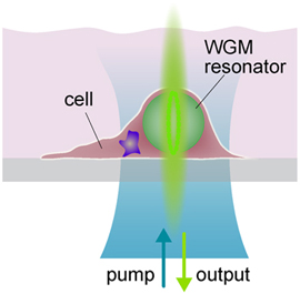 Schematic of a hmnan cell containing the micro laser.