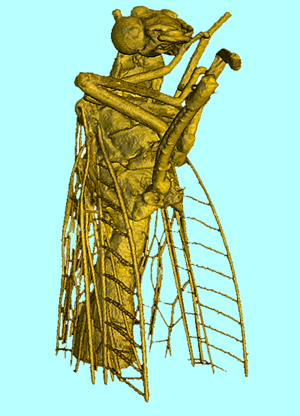 World’s first: image of fly taken with all-laser-based X-ray tomography imaging.