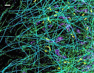 Live and in color: SR-STORM