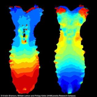 Mapping neuron activity