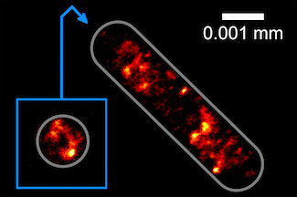 Viewed from all sides: E coli bacteria