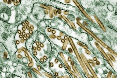 Avian influenza A H5N1 viruses