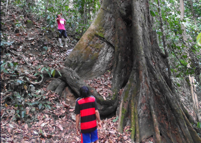 How high? Downhill the Yellow Meranti is 91m tall; uphill it’s only 88m tall. 