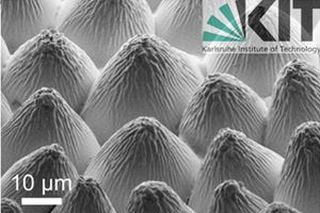 The power of flowers: structures modelled on rose petal surfaces