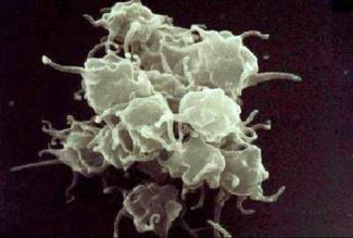 Platelets: essential for blood clotting