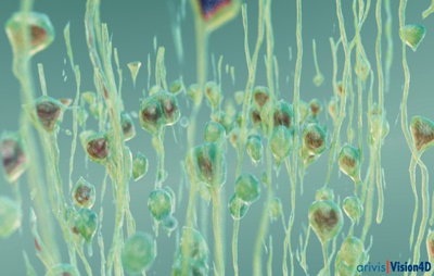 Light-sheet image of mouse brain tissue