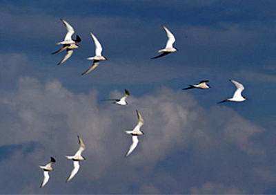 Good tern of speed. Terns photographed on Öland, Sweden.