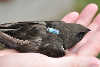 Swift mover. A swift equipped with a micro data logger that measures light.