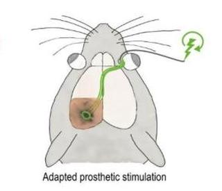 Seeing more clearly by modelling a natural response.