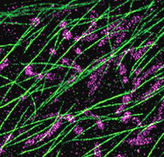 Ultivue: imaging cellular structures