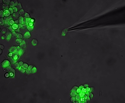 Investigation of an optogenetically-altered neuron cell.