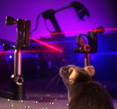 Neural feedback: the best laid schemes of mice and men.