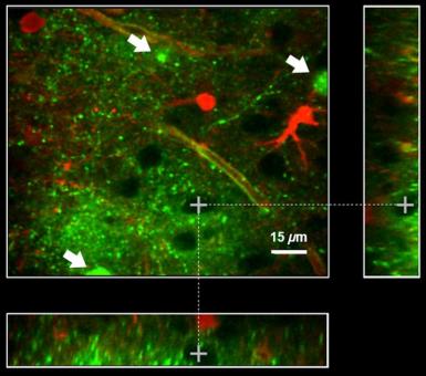 A better sensor: imaging potassium dynamics