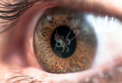 Marine creatures perceive polarized light.