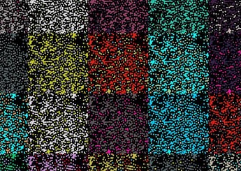 Retina cells: revealing their fundamental behavior