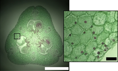 Bright-field cell imagery