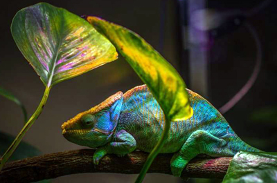 Novel nanolaser employs the same color-change mechanism that chameleons use.