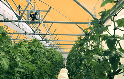 In terrestrial testing the Q-dot films have improved tomato yields by 20-30%. 